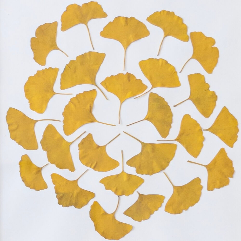Flowrette Farandole de Ginkgo herbier fleurs séchées A4 jaune