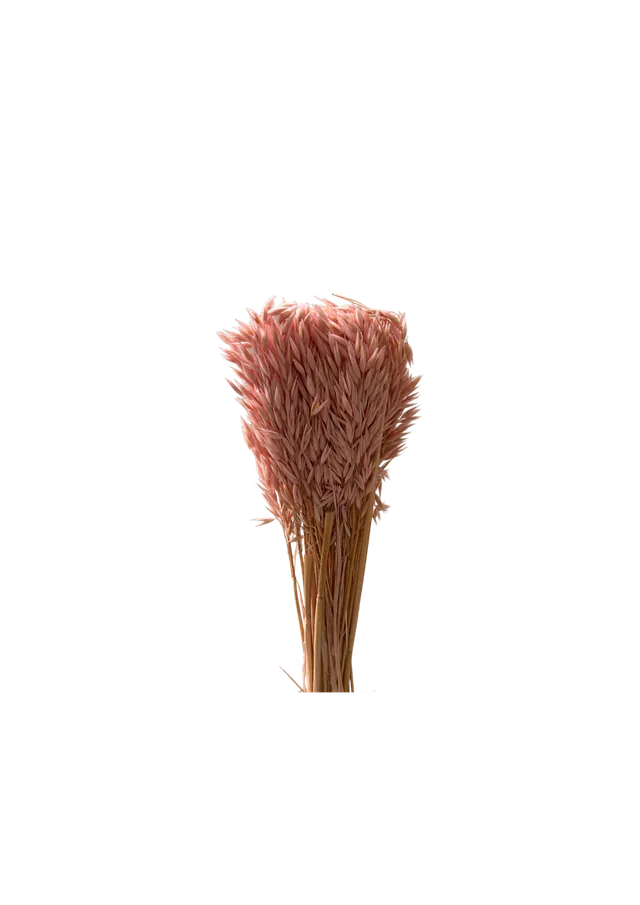 Feuillazur Rungis Avena fleur séchée rose clair 60cm