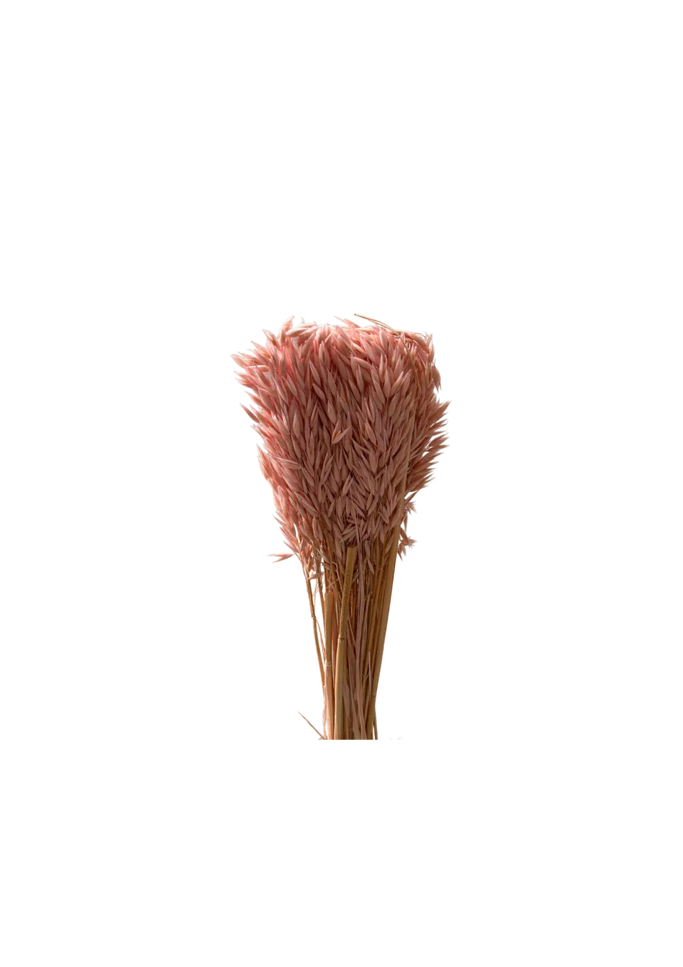 Feuillazur Rungis Avena fleur séchée rose clair 60cm