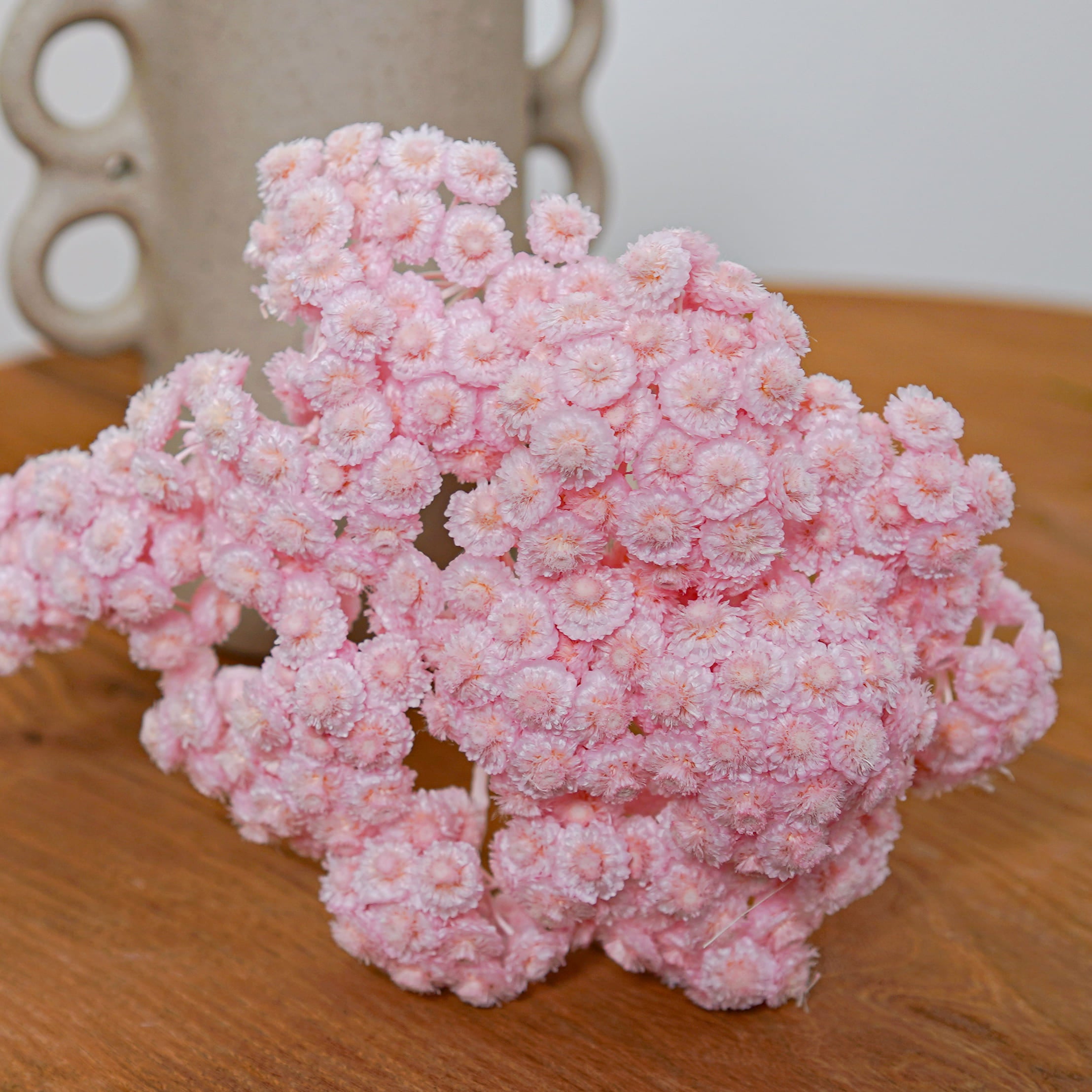 Flowrette Immortelles du Var fleurs séchées rose botte x1