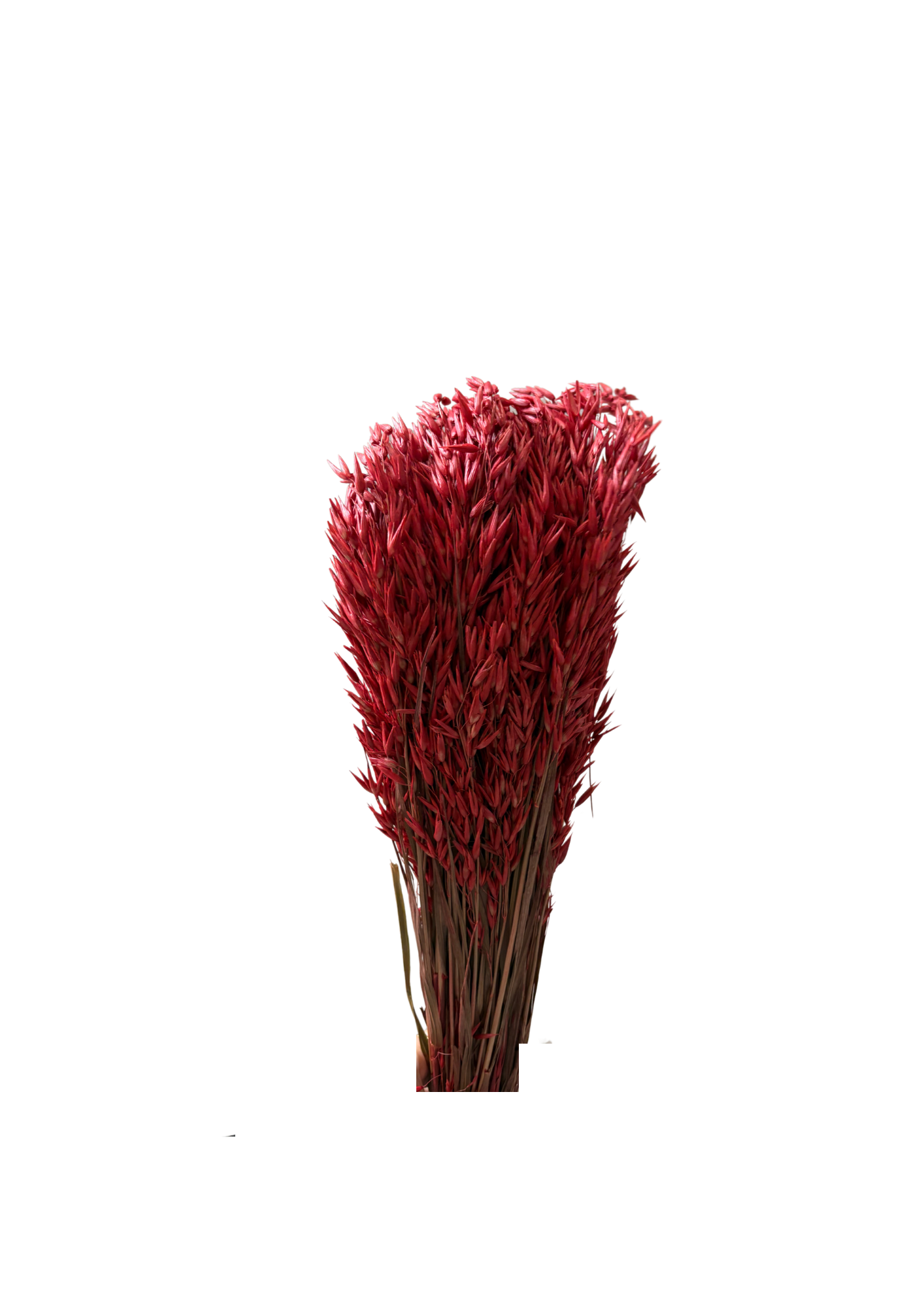 Feuillazur Rungis Avena fleur séchée rose clair 60cm