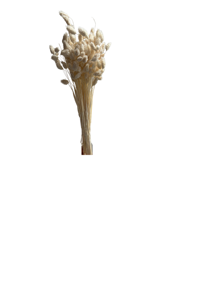 Feuillazur Rungis Phalaris séché naturel 60cm bouquet