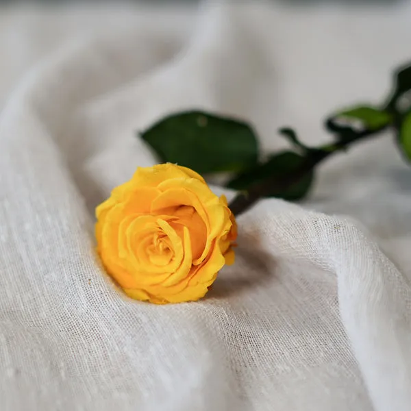 Flowrette Rose stabilisée safran fleur séchée jaune naturelle