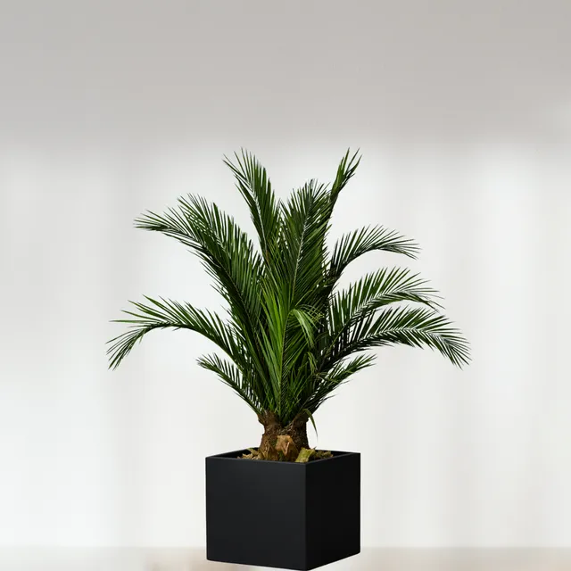 Ateliers Ouchamp Plantes Phoenix palmier stabilisé 1m tropical