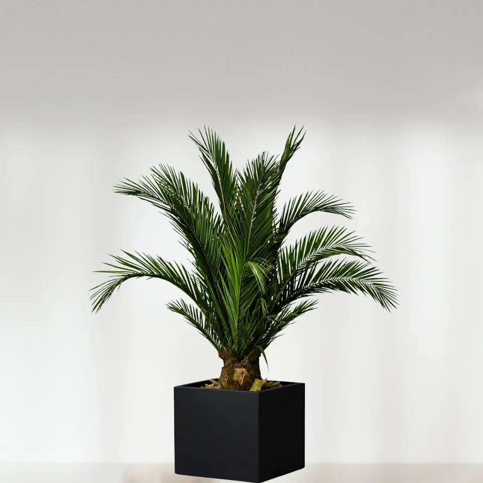 Ateliers Ouchamp Plantes Phoenix palmier stabilisé 1m tropical