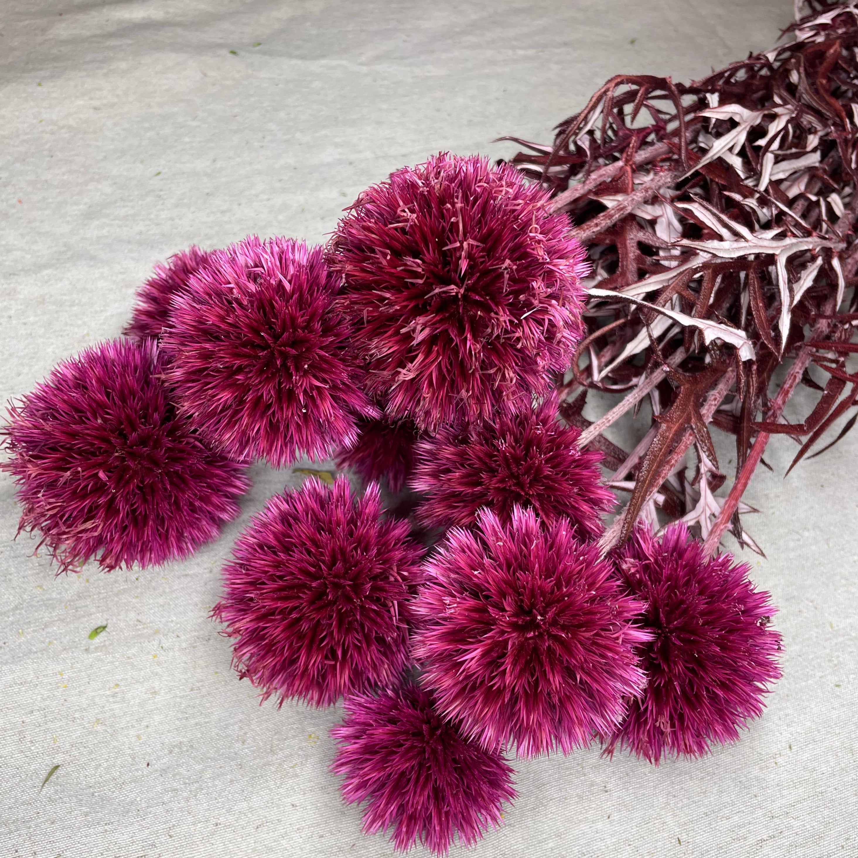 Ateliers Ouchamp Chardon Echinops botte stabilisée violet 50 cm