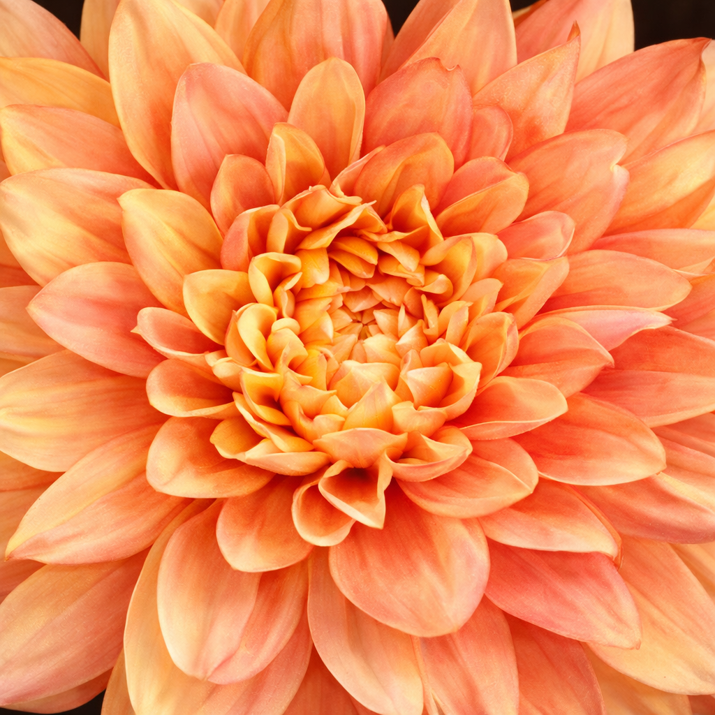 Sia Home Dahlia Premium 70 cm fleur artificielle orange