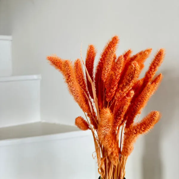 Flowrette Sétaire pêche fleurs séchées botte nature