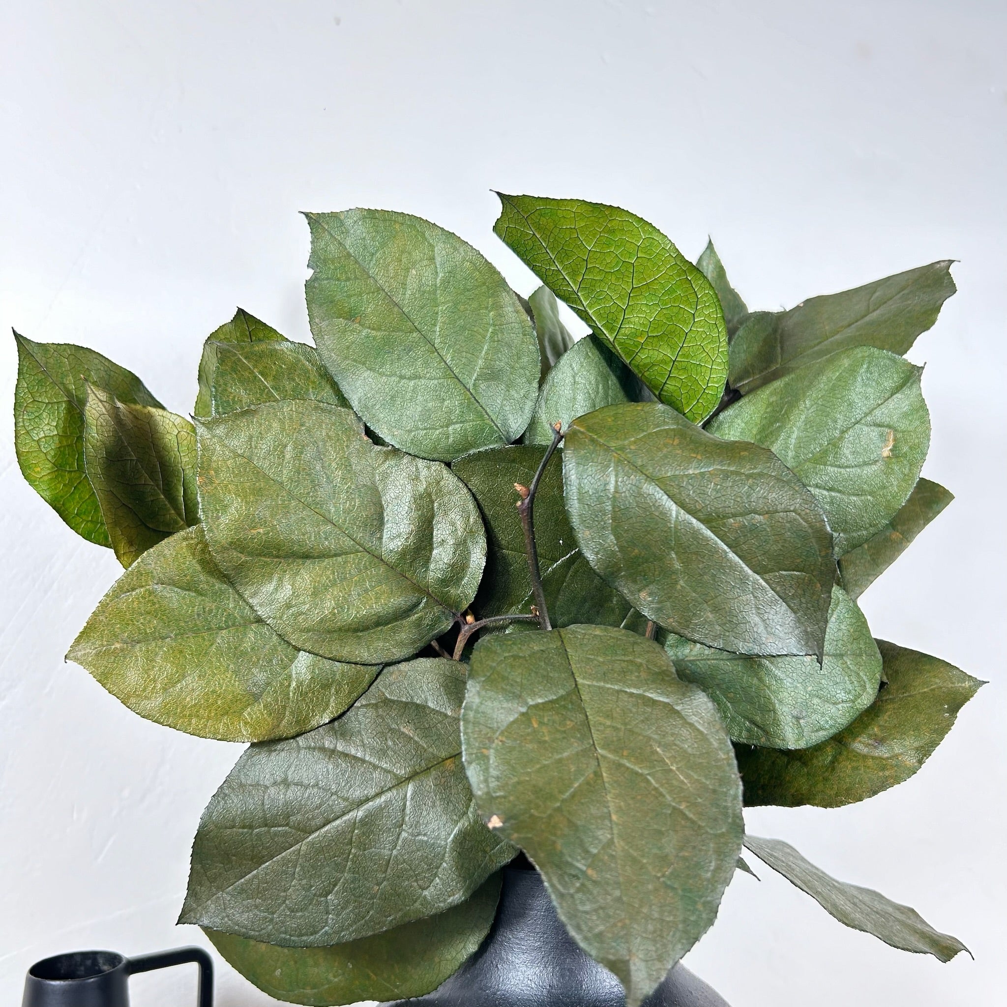 Ateliers Ouchamp Botte salal stabilisé vert 30 cm 100 g
