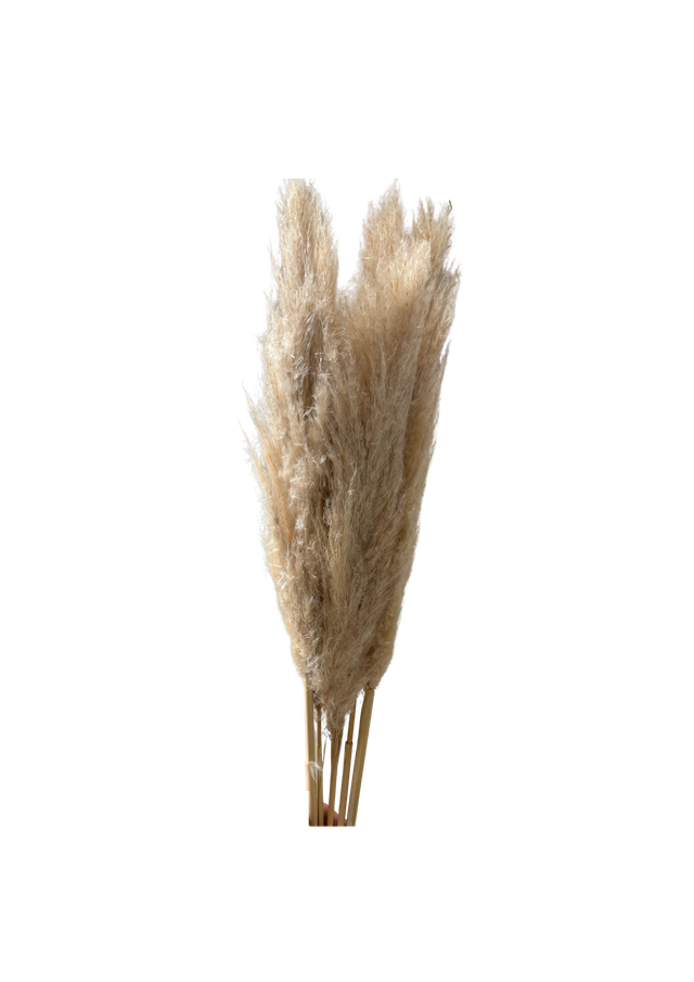 Feuillazur Rungis Pampas Large herbe séchée blanche 110 cm