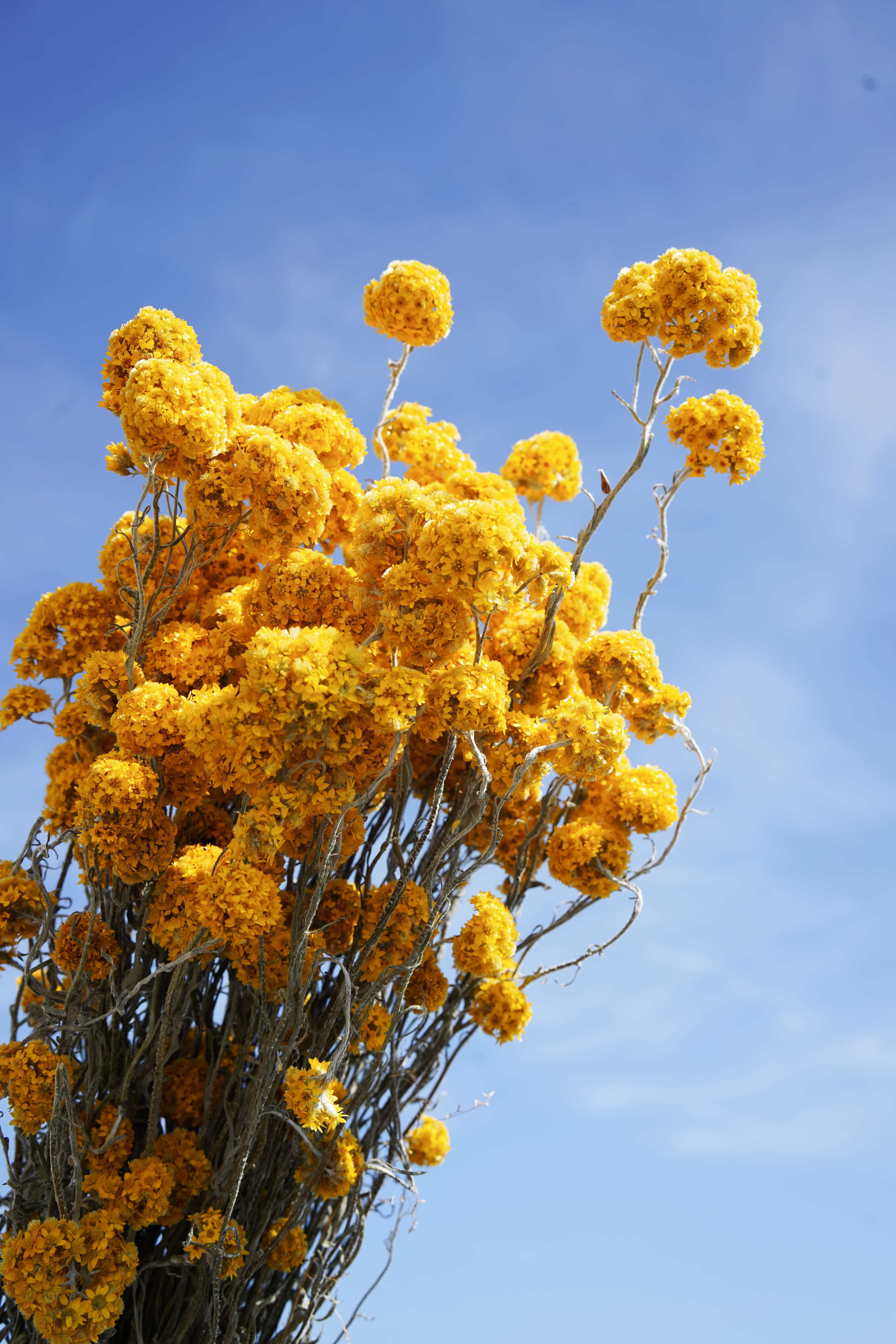 Flowrette Sanfordii botte fleurs séchées jaune x1 lumineuse