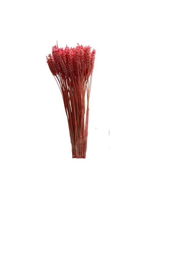 Feuillazur Rungis Séchés et Stabilisés Blé fleur séchée naturel 60cm