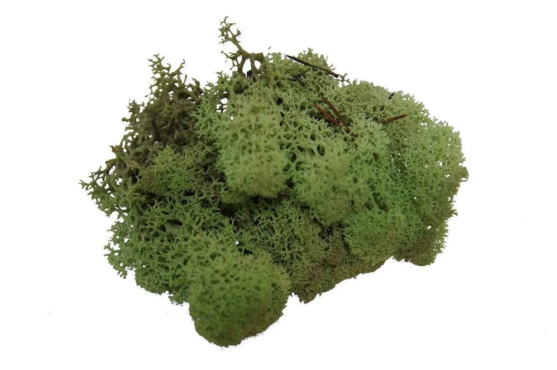 Feuillazur Rungis Lichen mousse stabilisée Spring Green 500g
