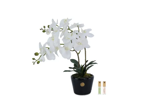 Côte Noire Double Orchid DOP01 fleur parfumée blanche vase noir