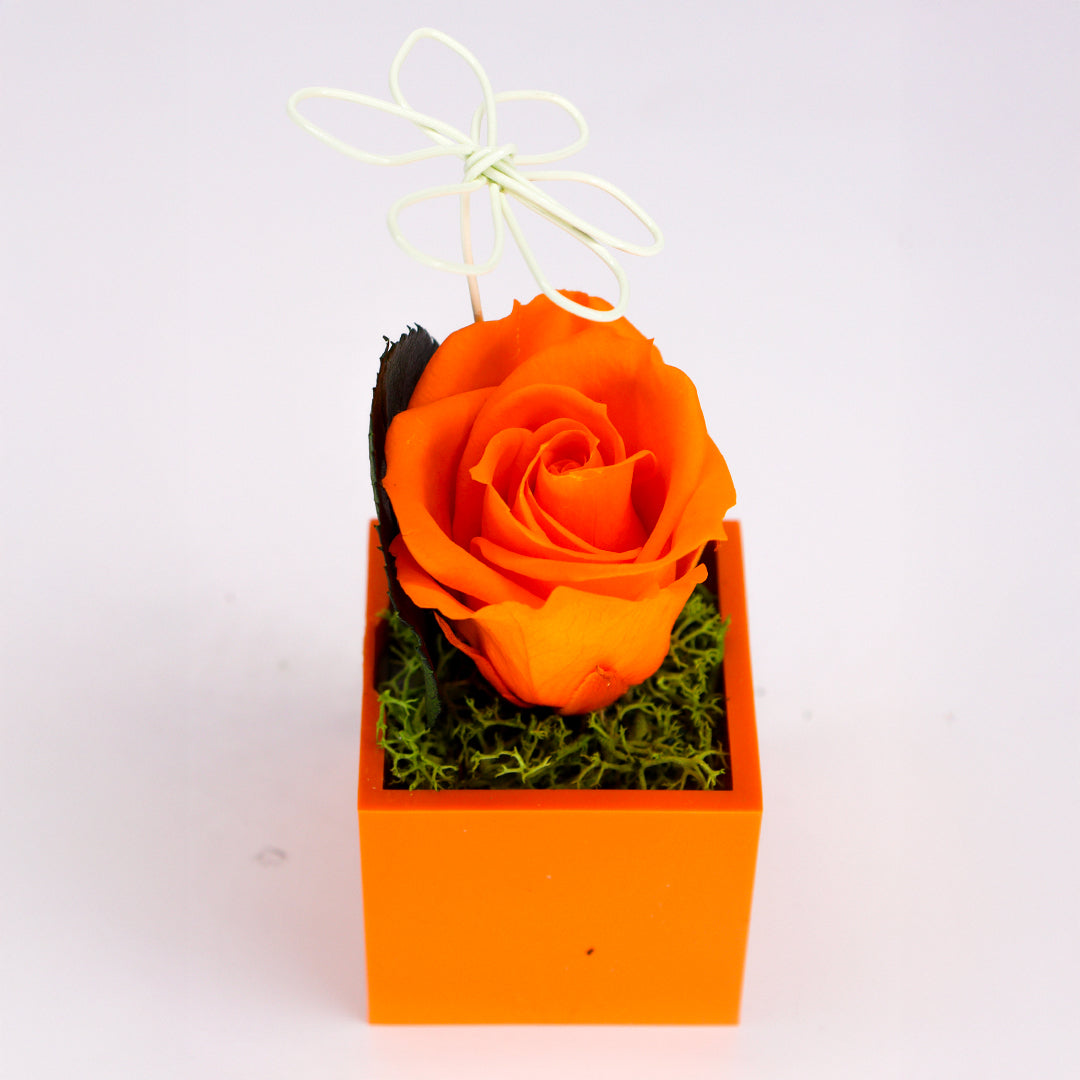 Ateliers Ouchamp Roses rose stabilisée aimant bleu