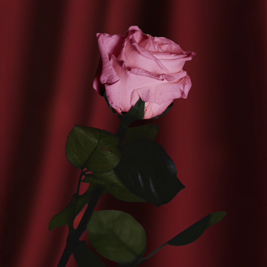 Flowrette Rose stabilisée rose naturelle x1 sans entretien