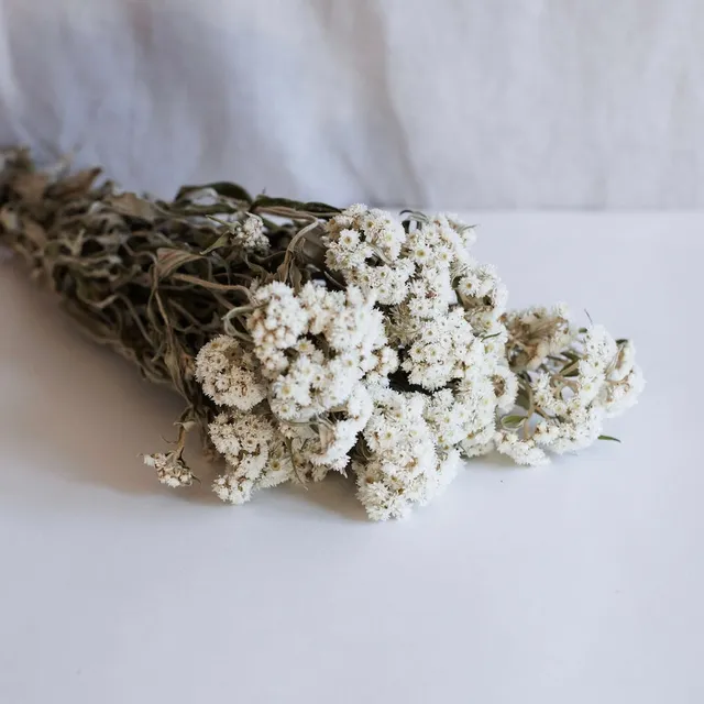 Flowrette botte edelweiss fleur séchée blanche alpine