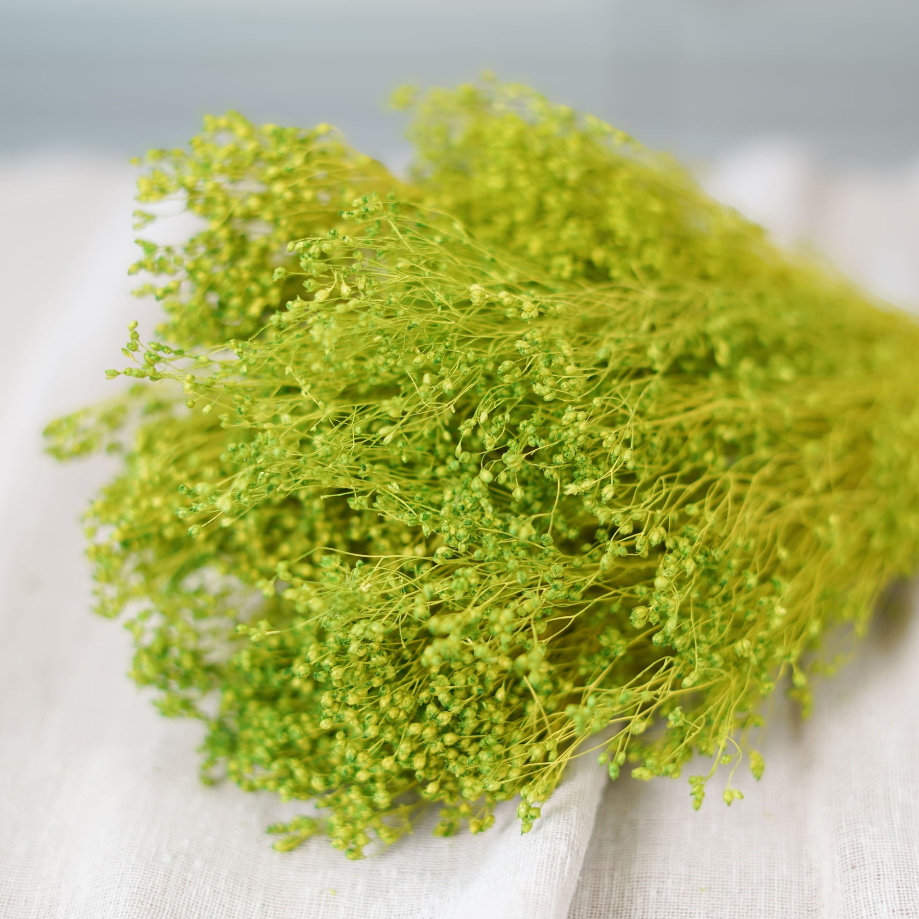 Flowrette Broom vert pâle fleurs séchées botte vaporeuse