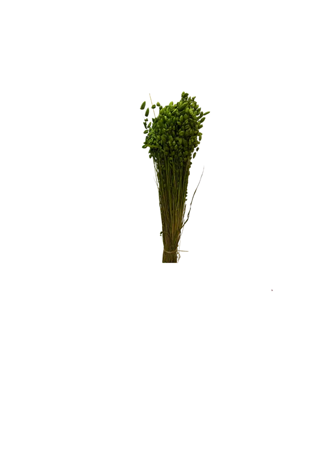 Feuillazur Rungis Briza Maxima fleur séchée vert 60cm