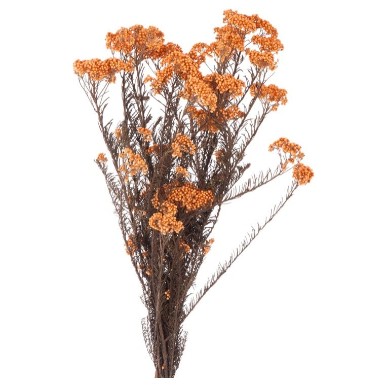 Feuillazur Rungis Helichrysum fleur séchée blanc 50cm