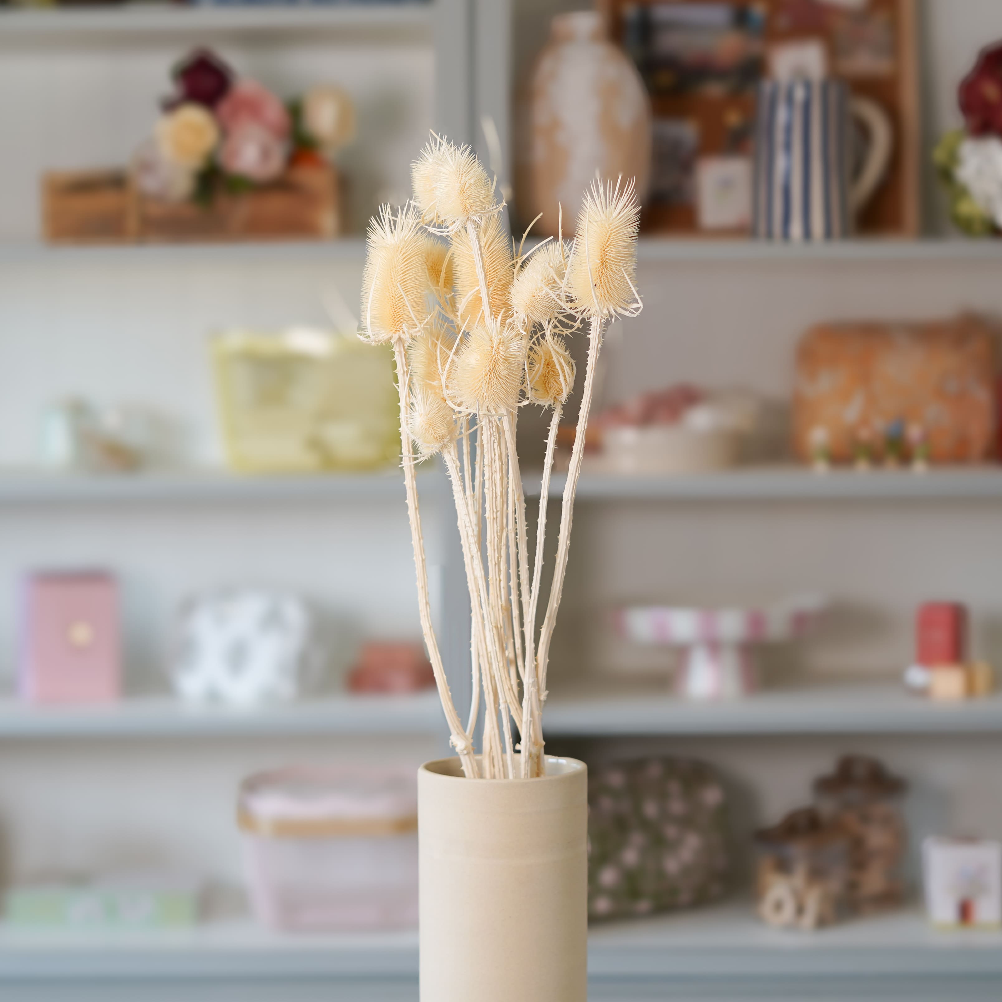 Flowrette Botte de chardons blancs fleurs séchées graphique