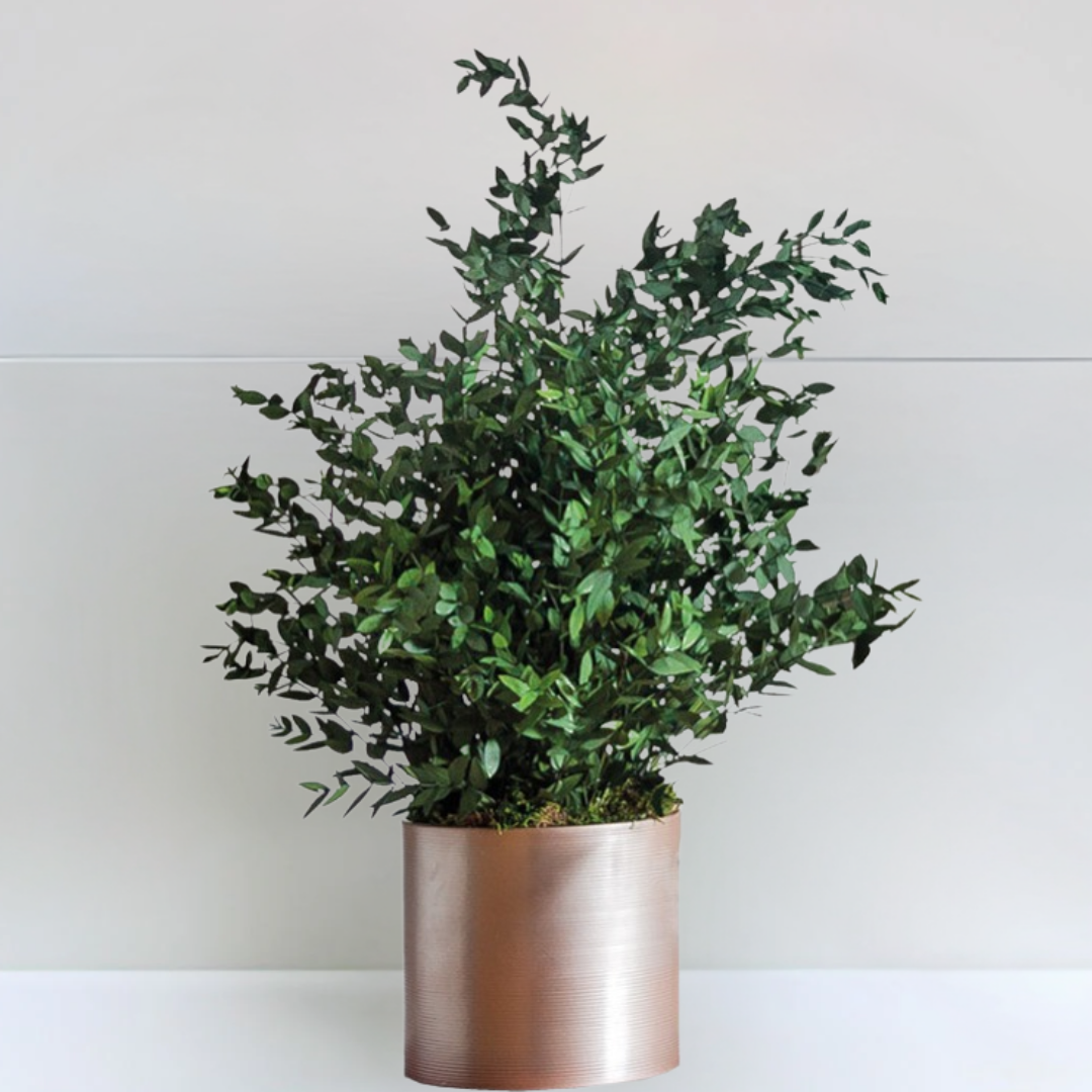 Ateliers Ouchamp Plantes Eucalyptus Cinerea plante stabilisée 40 cm