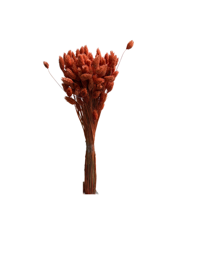 Feuillazur Rungis Phalaris séché naturel 60cm bouquet