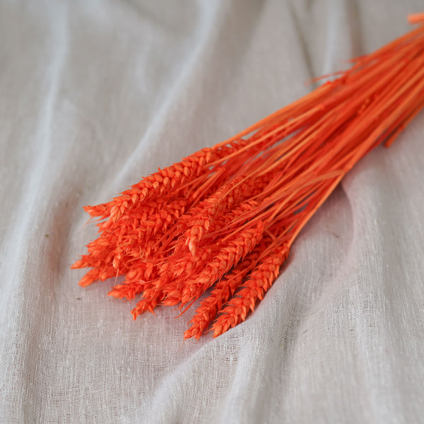 Flowrette botte blé séché orange intense fleurs séchées