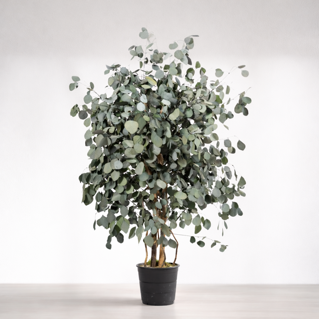Ateliers Ouchamp Arbre Eucalyptus Stabilisé Large Populus Vert 1m80