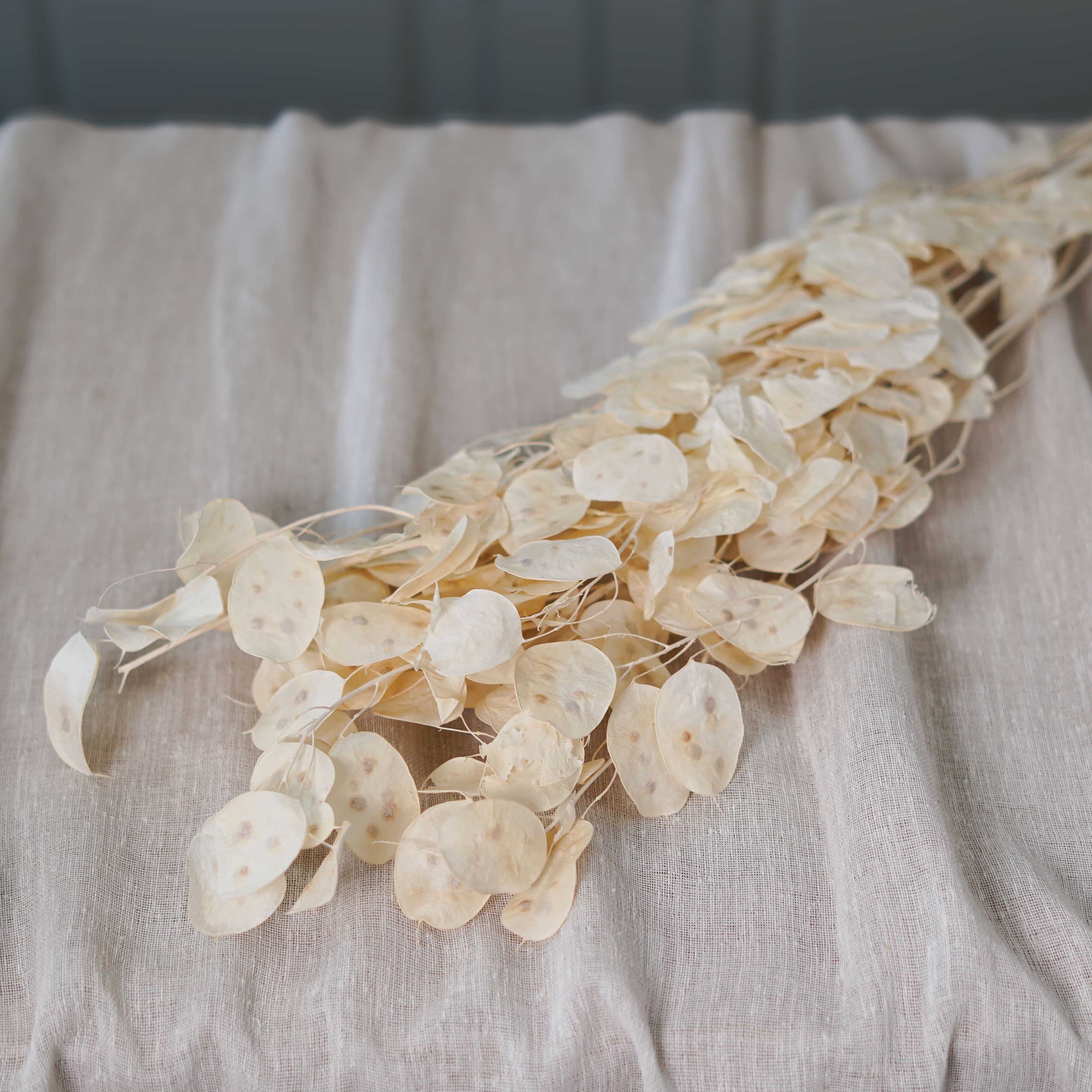 Flowrette Monnaie du Pape botte fleurs séchées x1 nacré