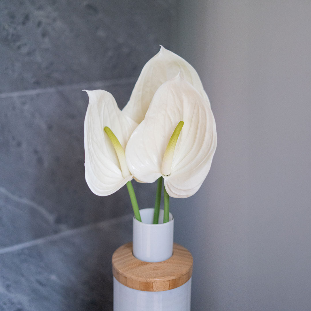 Flowrette Anthurium crème fleur artificielle tige x1 Real Touch