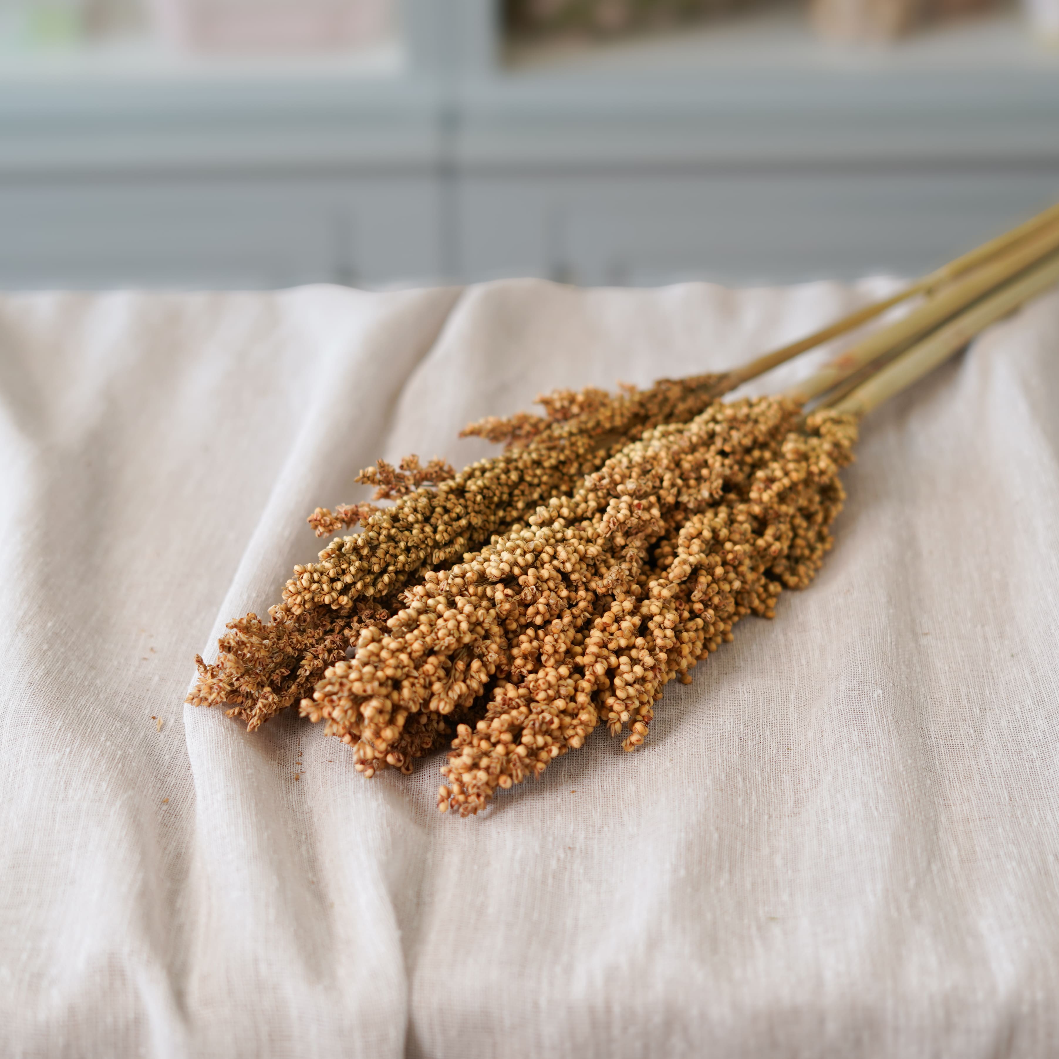 Flowrette sorghum botte fleurs séchées brun x1