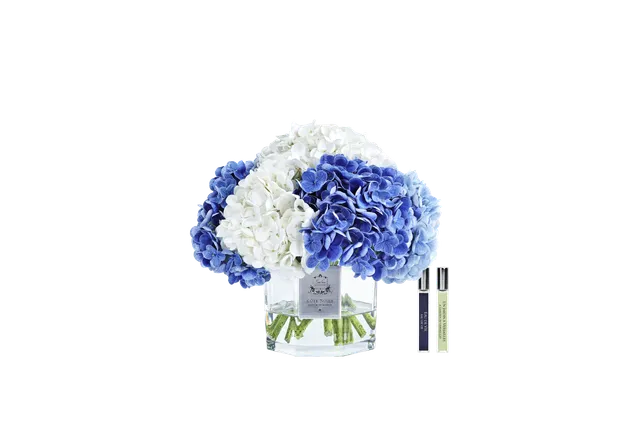 Côte Noire Hydrangea CHB05 hortensia bleu mixte