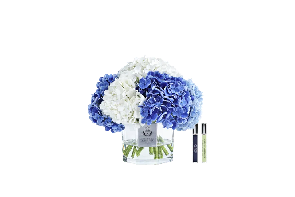 Côte Noire Hydrangea CHB05 hortensia bleu mixte