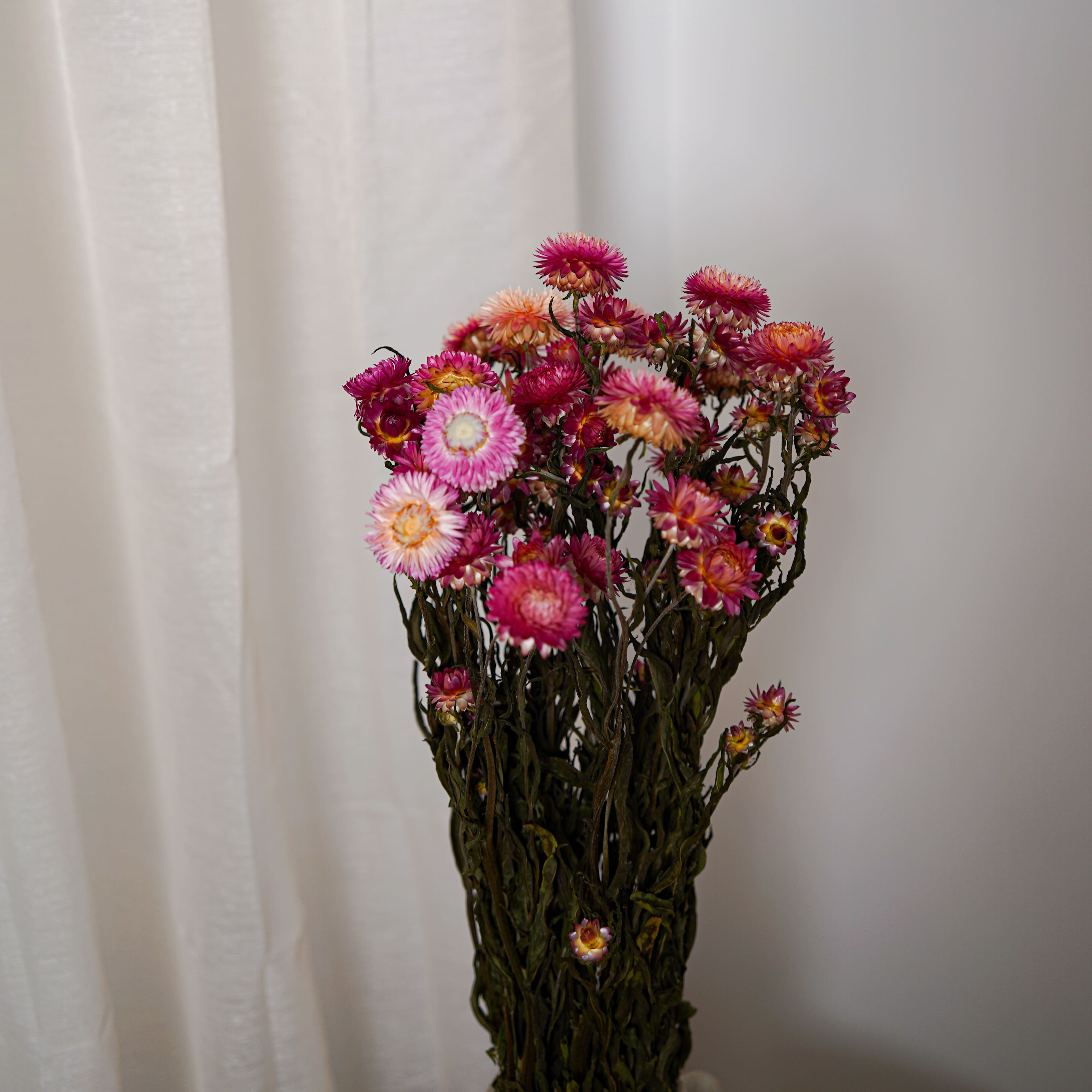 Flowrette Helichrysum botte fleurs séchées roses x1