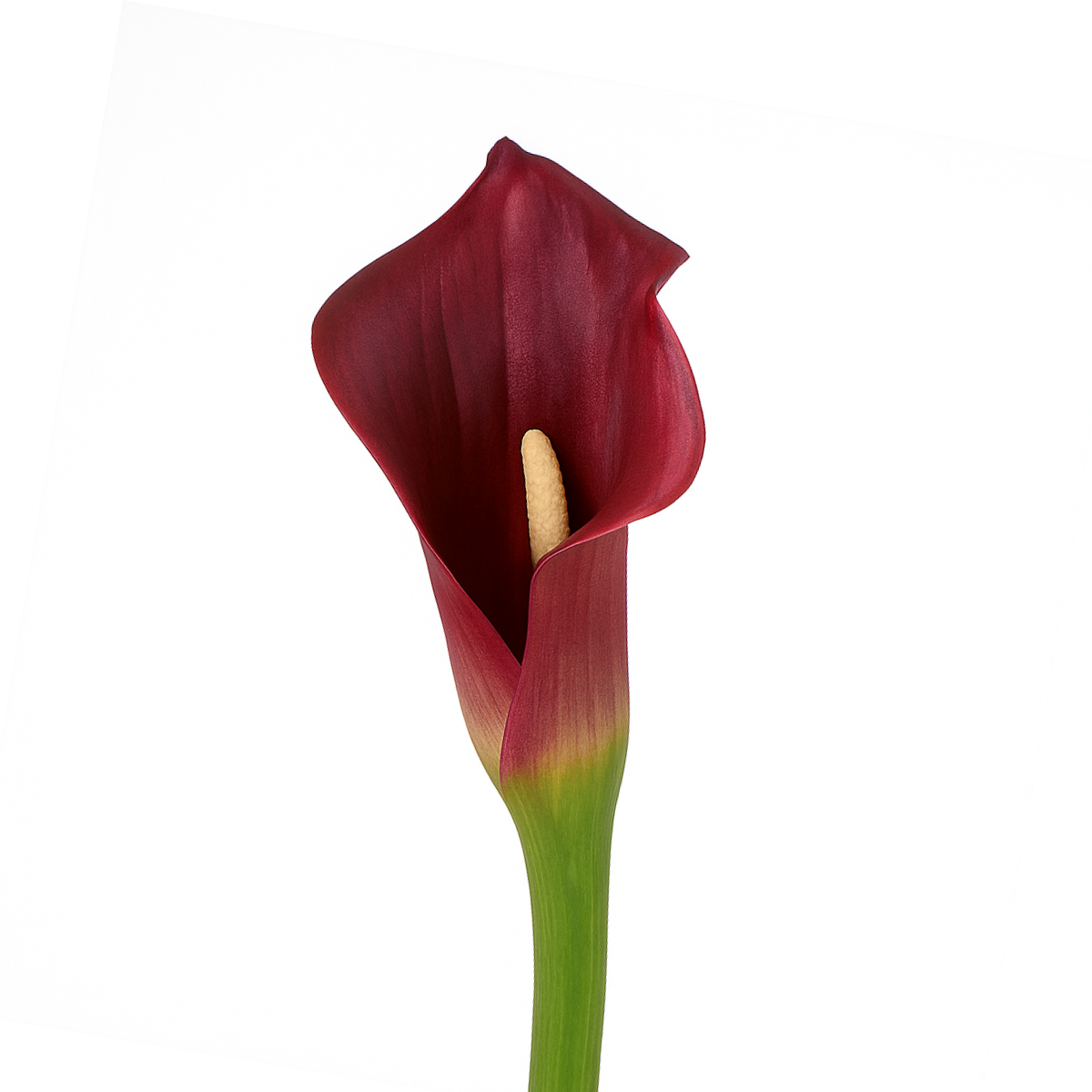 Sia Home Arum spathe court Premium blanc 75 cm tige