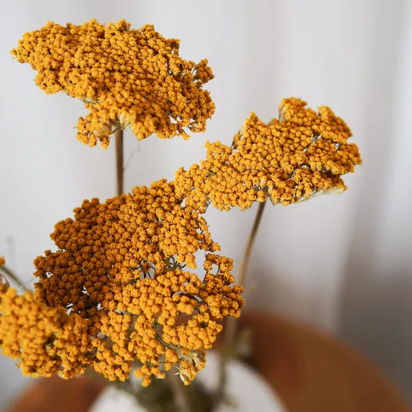 Flowrette Achillée Parker fleur séchée jaune 5 tiges