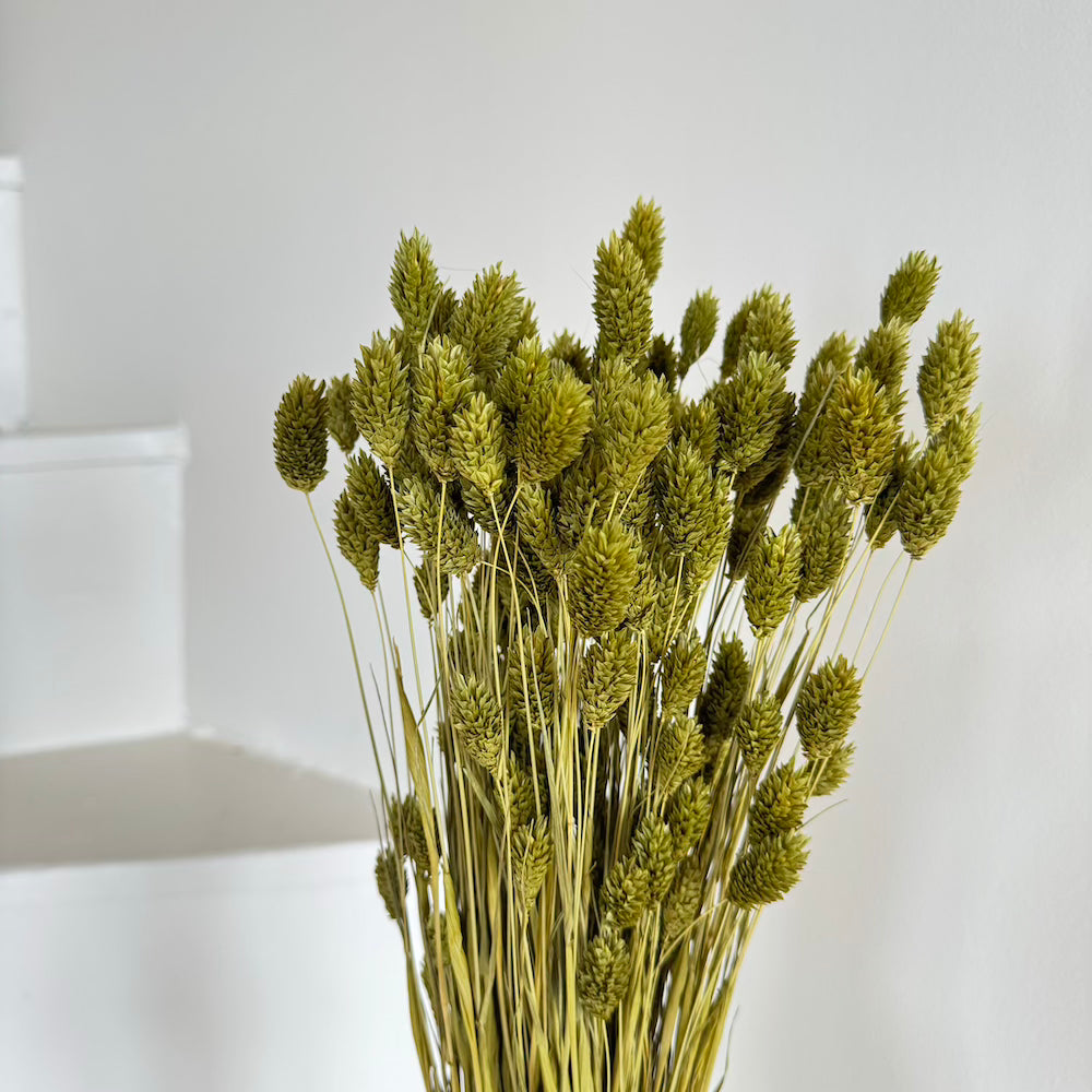 Flowrette Phalaris vert olive fleurs séchées botte x1