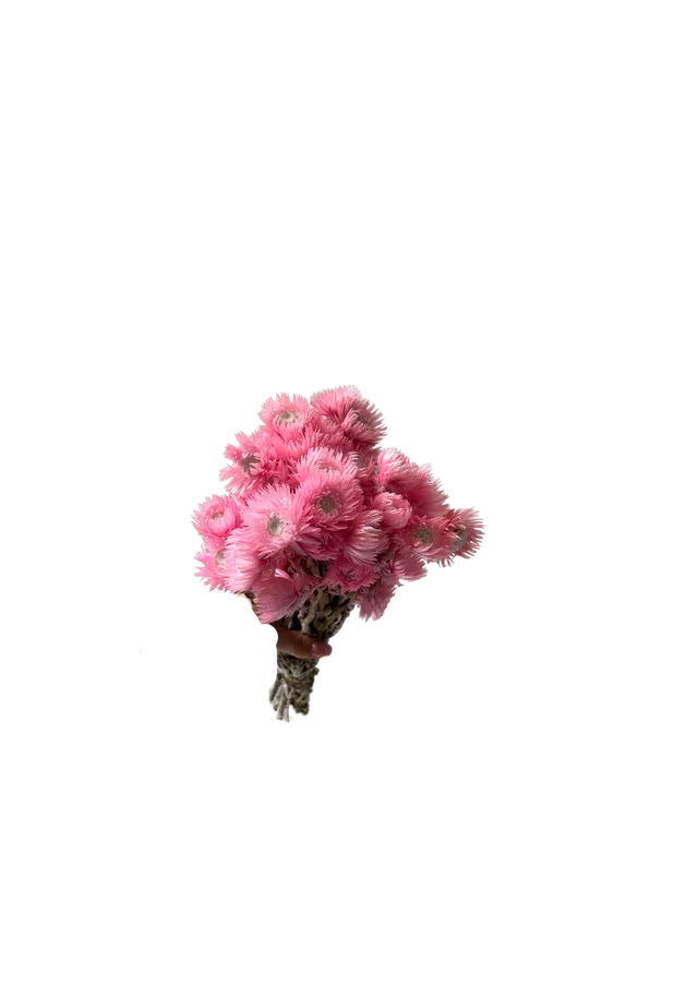 Feuillazur Rungis Cap Flowers 70cm fleur séchée rose