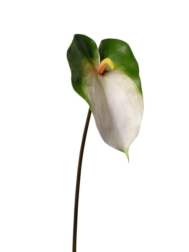 Feuillazur Fleurs artificielles Anthurium fleur blanche 68 cm