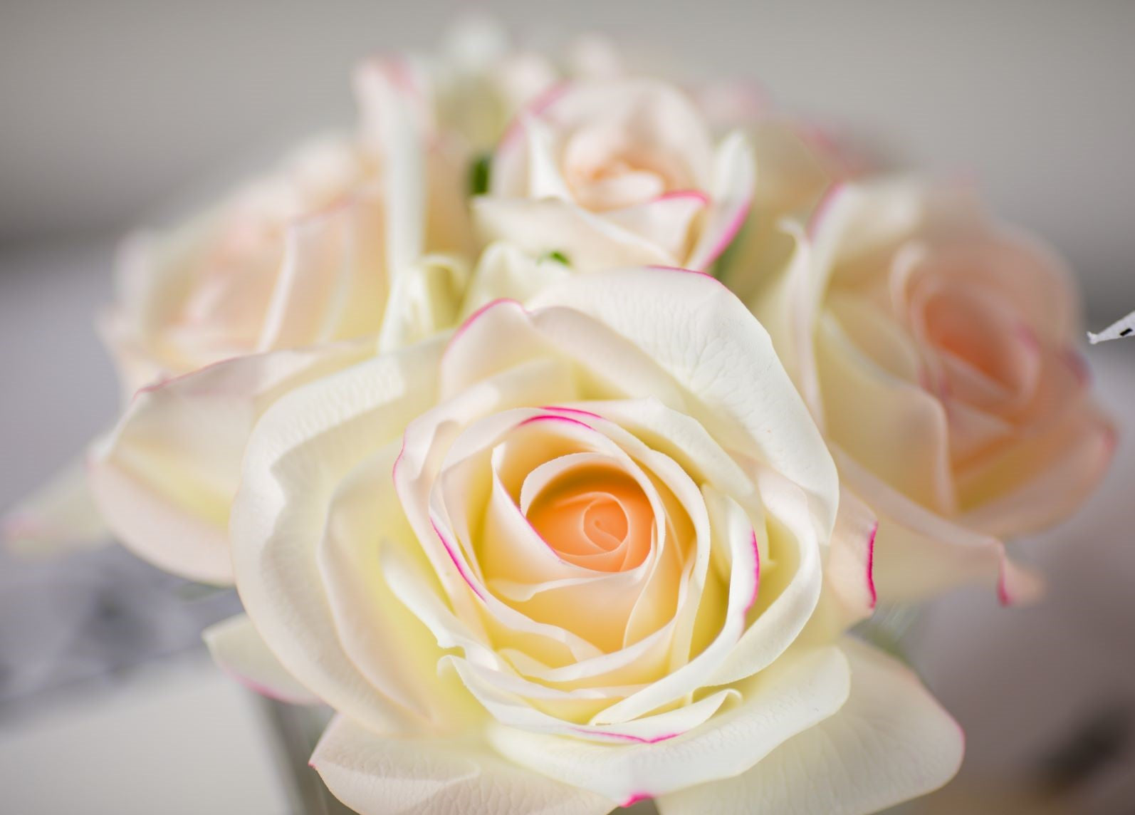 Côte Noire Perfumed GMR62 bouquet 5 roses parfumées pink blush