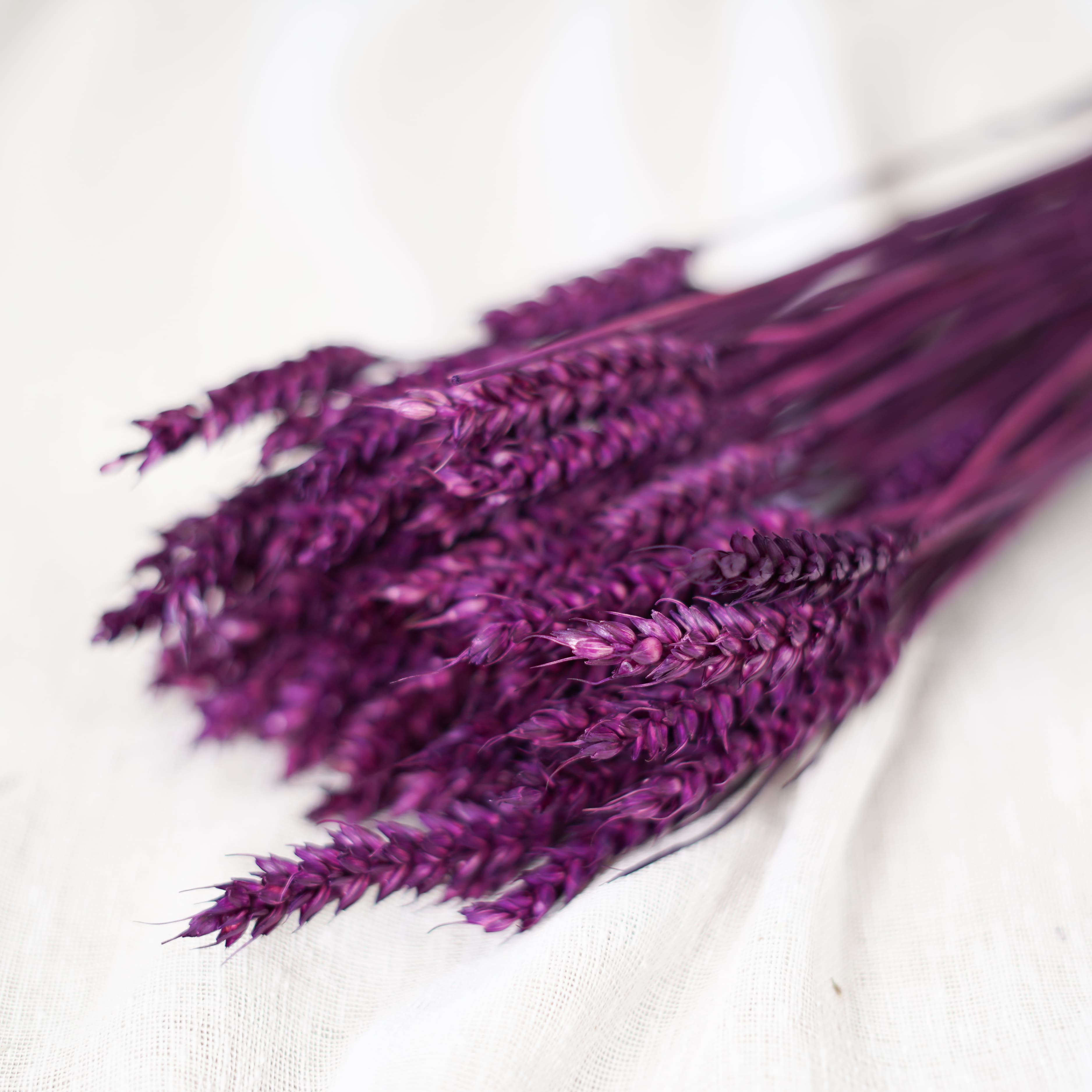 Flowrette Blé violet intense fleurs séchées botte x1 épis