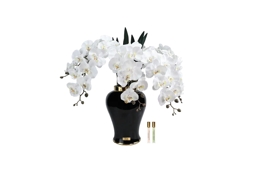 Côte Noire Imperial IMPBO01 orchidée blanche