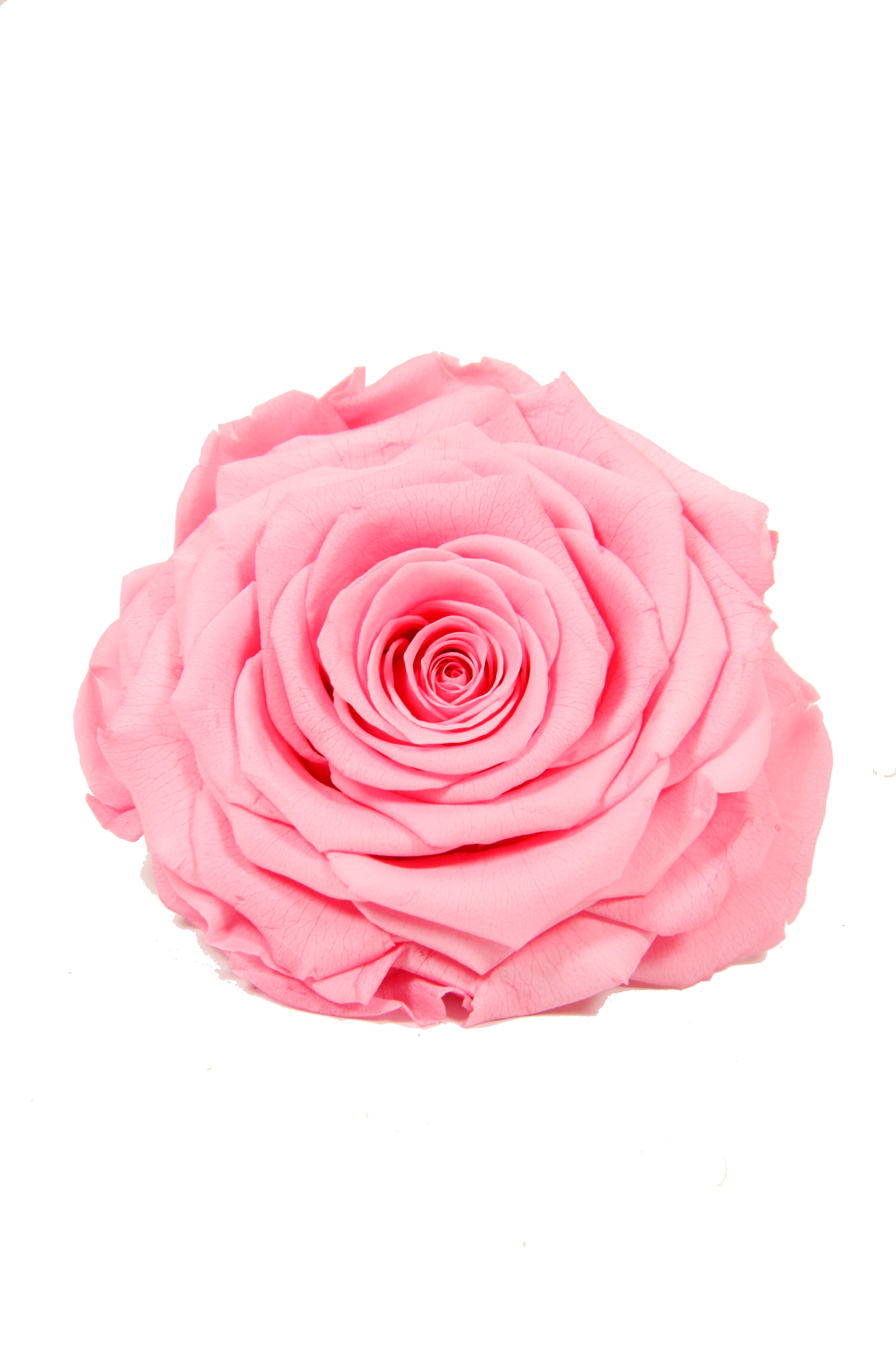 Feuillazur Rungis Rose stabilisée XL fleur rouge 10cm