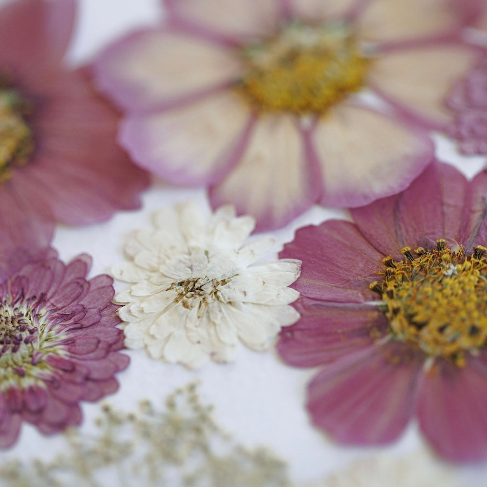 Flowrette Valse des Fleurs herbier A3 fleurs pressées