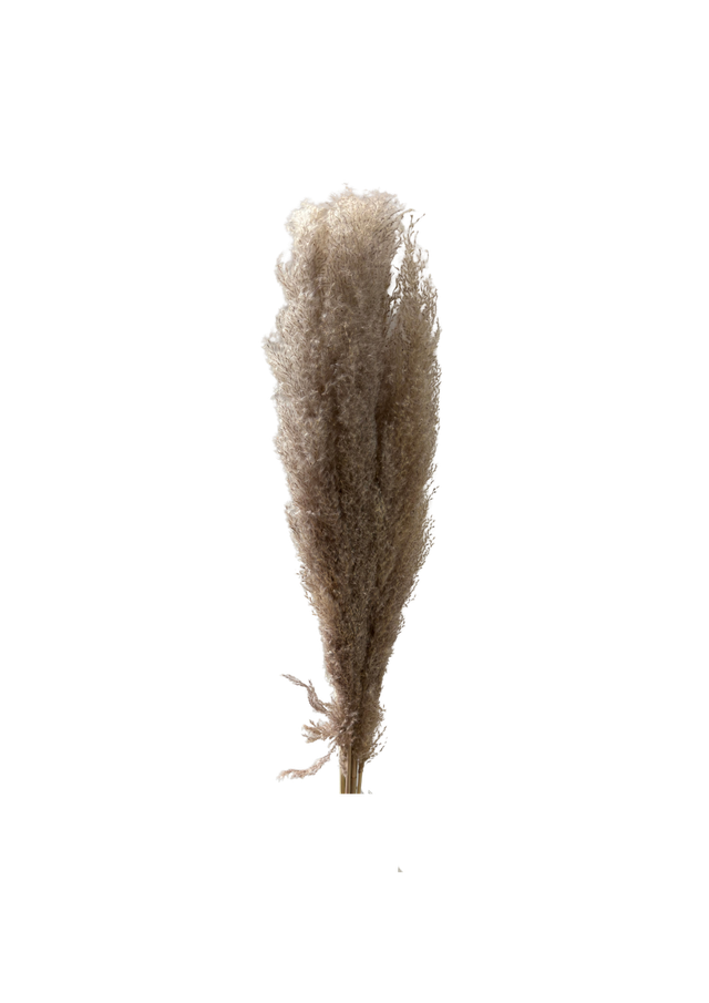 Feuillazur Rungis Pampas Indonesia Blanc 110cm 5 tiges
