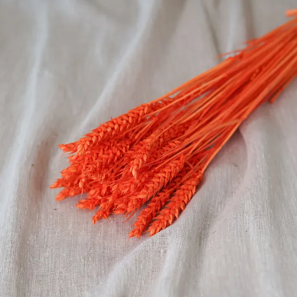 Flowrette botte blé séché orange intense fleurs séchées