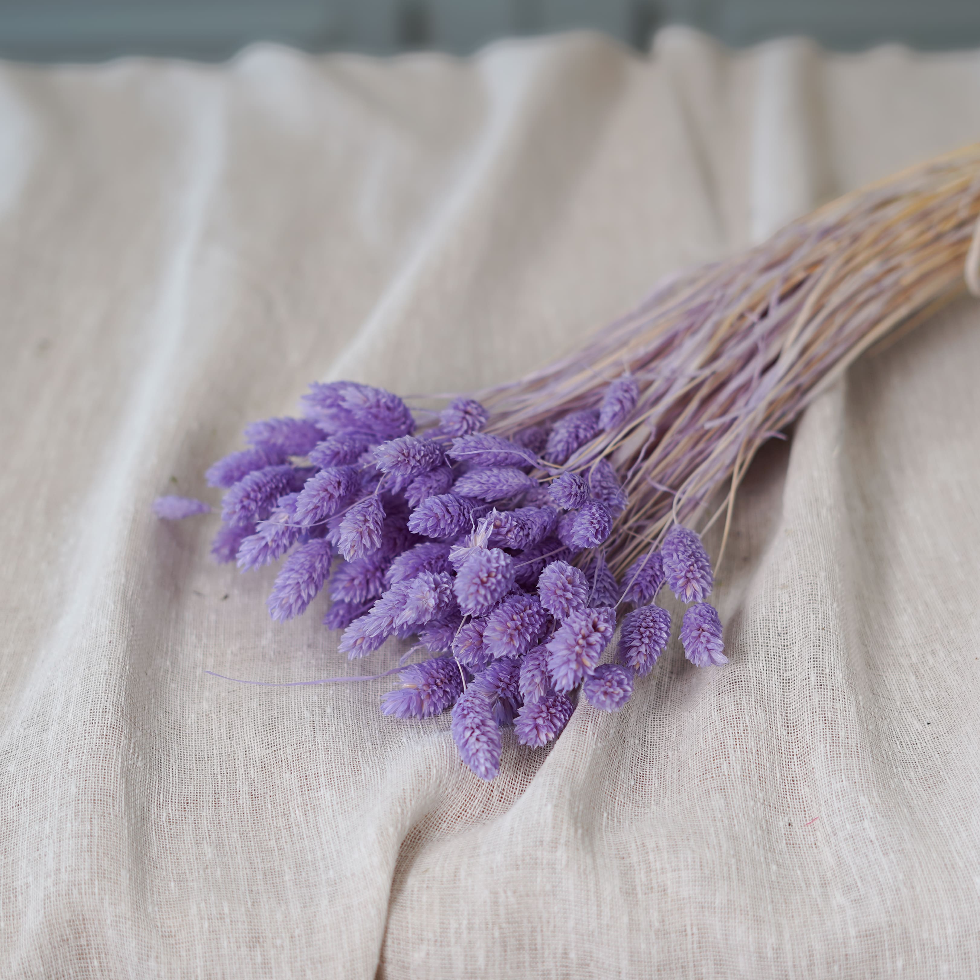 Flowrette Fleurs séchées Phalaris lilas botte x1