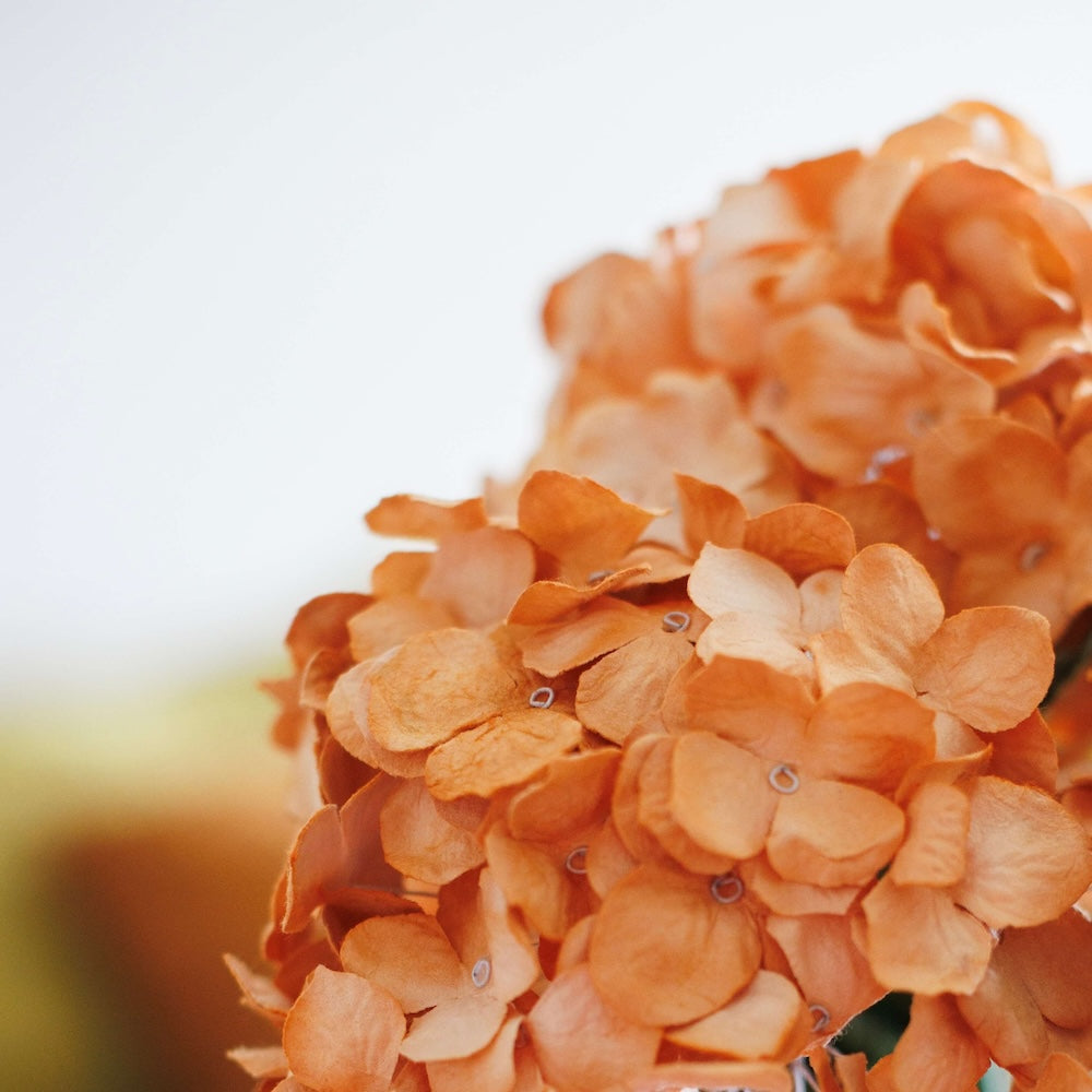 Flowrette Fleurs en papier Hortensia orange clair x1 éternel