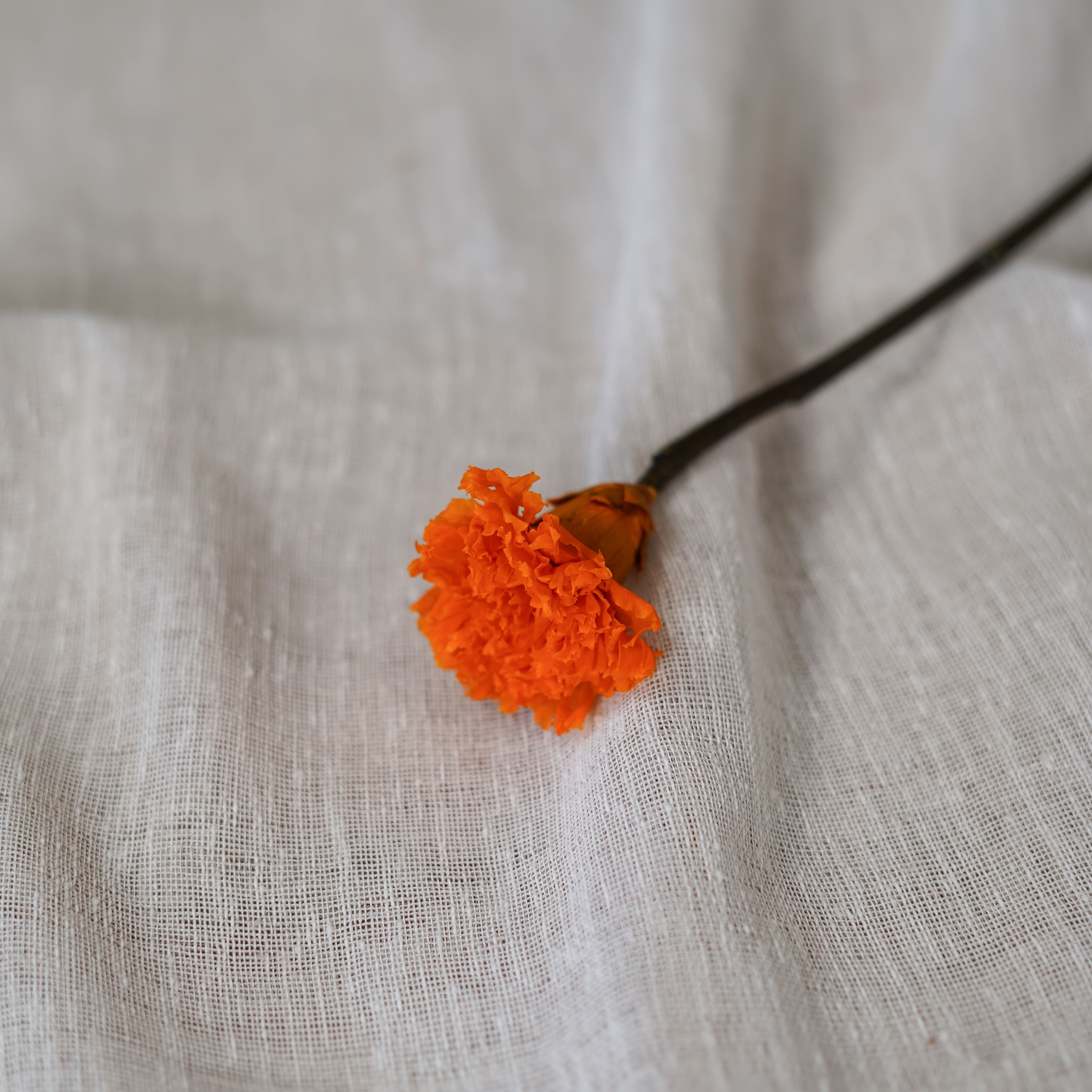 Flowrette Stabilisées Oeillet Orange x1 fleur naturelle